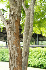 Tree close up nature texture background.