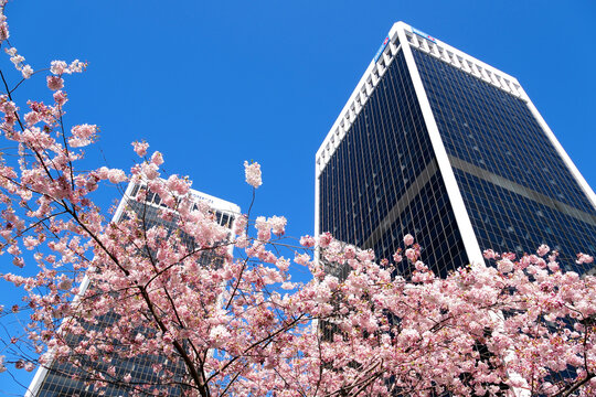 Burrard Station trees bloom in spring near skyscrapers and skytrain station magnolia cherry blossom sakura white and rose flowers engulf downtown Canada Vancouver 2023
