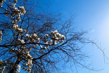 white Chinese or saucer magnolia flowers, large magnolia flowers against the background of withered branches of another tree of life death comparison of youth and old age