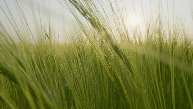 Slider shot of verdant barley swaying in farm land, backlit by sun