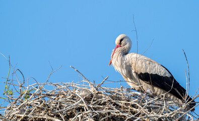 stork on a nest on a sunny day