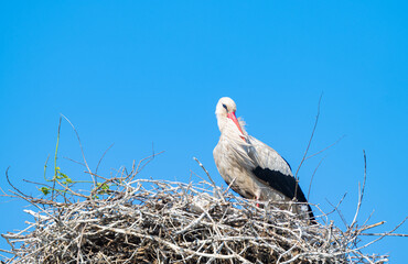 stork on a nest on a sunny day