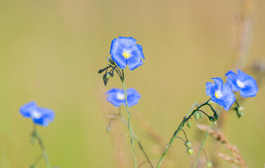flax flower in the meadow