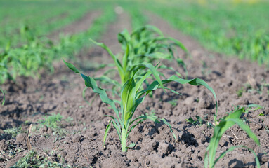 corn sprouts on the field