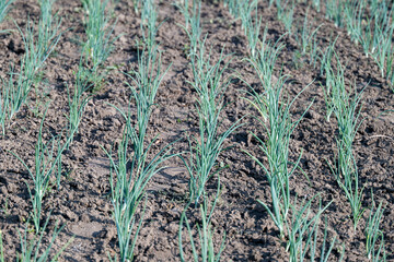 green onions growing in the field