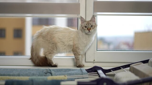 Curious furry fawn cat standing on windowsill looking at camera turning face in slow motion looking away. Portrait of cute fluffy kitten indoors at home