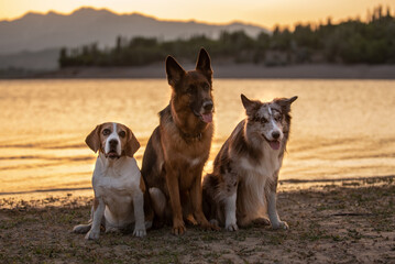 Beagle, German Shepherd and Border Collie sit on the beach near the lake at sunset.Three obedient dogs pose for the photographer. Photos of three pets in nature with a beautiful view. 