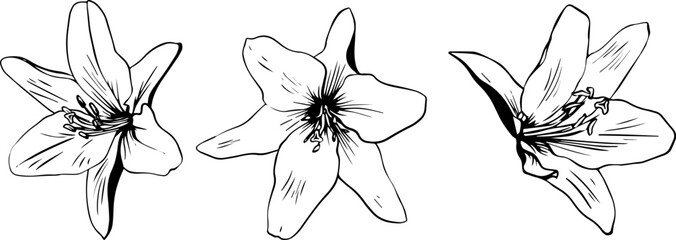 Three sketch style lily flowers black outline isolated on white background - obrazy, fototapety, plakaty