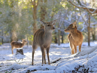 Naklejka na ściany i meble 雪景色の奈良公園と鹿