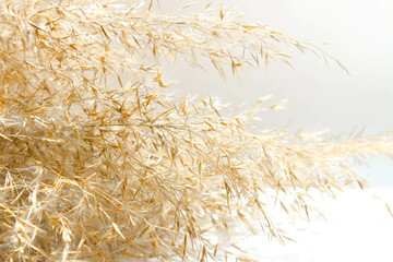 Dry reed in light pastel colors, reed seeds. Beige reed grass, pampas grass.