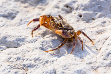 Freshwater river crab (Potamon ibericum) on the stone