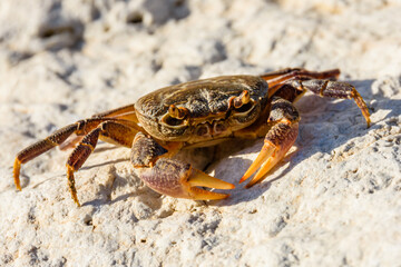 Freshwater river crab (Potamon ibericum) on the stone