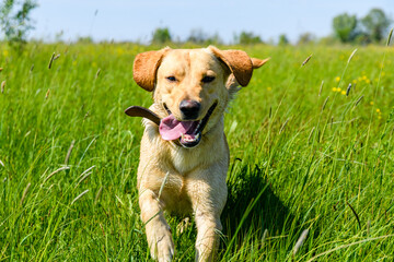 Cute young labrador retriever dog at the meadow