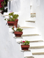 Fototapeta na wymiar Whitewashed wall with potted flower on step, Cyclades island architecture, Greece. Vertical