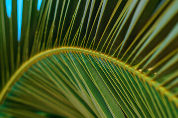 Close up of palm tree leaf against blue sky in summer