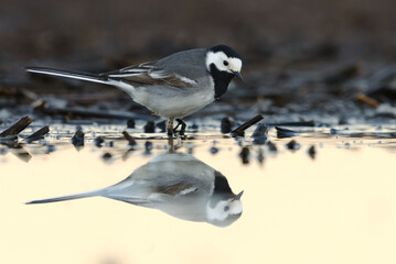 Obraz premium White wagtail (Motacilla alba) feeding in the wetlands in spring.