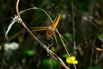 Spitzenfleck-Weibchen // female Scarce chaser (Libellula fulva) - Pinios-Delta, Greece