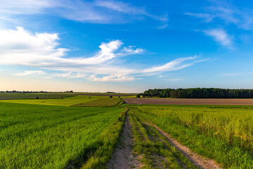 Fototapeta na wymiar Summer fields in European countryside.