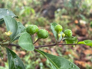 gooseberries on a branch