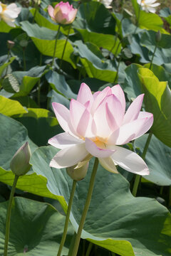 Chinese waterlily, lotus