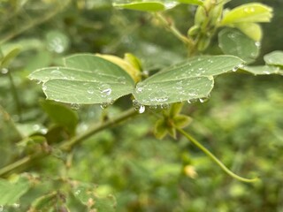 leaf with water drops