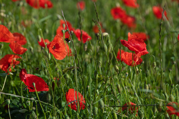 Fototapeta na wymiar Bees pollinate wild red poppy flowers in the meadow, High quality photo