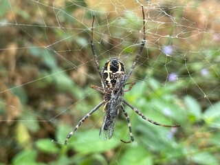 spider on the web