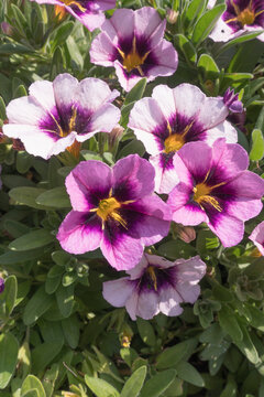 Calibrachoa TIK TOK 'Grape 50'