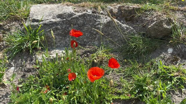 Little poppies in the wind. Resilient, overcoming difficulties, strong. Slow motion. 
