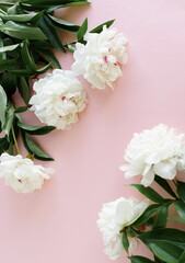 Obraz na płótnie Canvas Beautiful white peonies flowers frame isolated on pink background with copy space. Flowers template.Floral card .