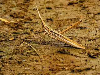 メスが10cm近くもあるのにオスはその半分くらいのサイズというショウリョウバッタ