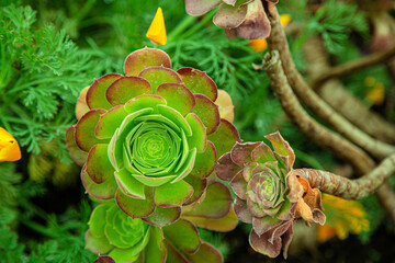 Houseleek. Sempervivum plant in nature