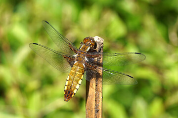 Close up female Libellula depressa, the broad-bodied chaser or broad-bodied darter of the family Libellulidae. On a bamboo stck. Faded Duch garden, June. - obrazy, fototapety, plakaty