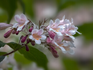 Closeup of flowers of Kolkwitzia amabilis 'Pink Cloud' in a garden in early summer