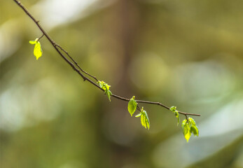 Branche printannière à Serrières-sur-Ain, Bugey, France