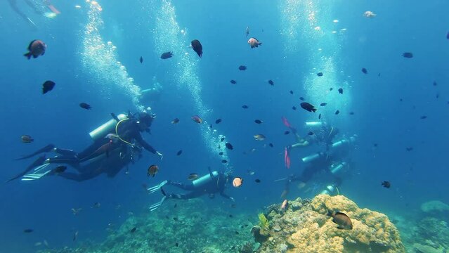 Underwater, scuba diving and people swimming for freedom, explore and adventure with fish or coral. Sea, water and diver friends together on vacation, snorkeling or hobby while traveling in Australia
