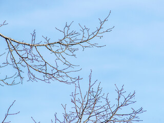 Branches d'arbre en hiver à Napt, Sonthonnax-la-Montagne, Ain, France