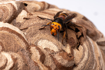 コガタスズメバチが巣の上にいる写真