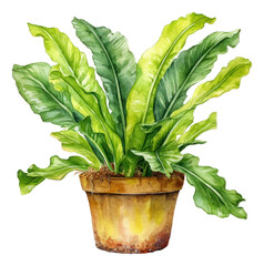 Watercolor hand drawn illustration of Bird's Nest Fern plant isolated. Generative AI.