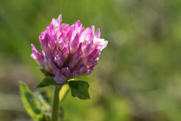 Close up photo of a red clover