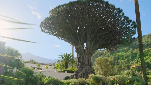 Ancient Dragon Tree in Icod de los Vinos town on Tenerife, Canary Islands, Spain.