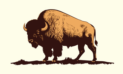 American Bison, buffalo. Hand drawn vector illustration. © ckybe