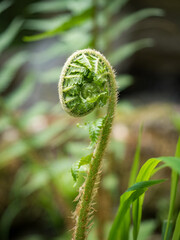 Fern. 