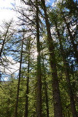 pine forest in the morning