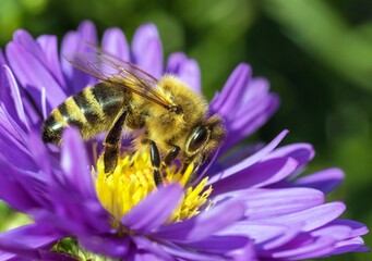 bee honeybee Apis Mellifera honey insect flower