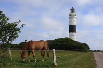 Horse in front of a lighthouse on the north coast of Germany, Schleswig Holstein 