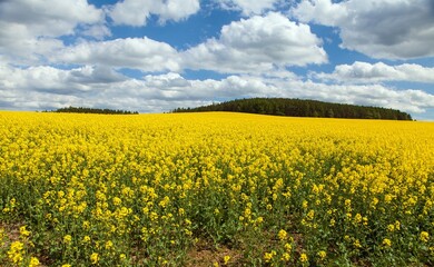 Obraz premium Rapeseed, canola or colza field in Latin Brassica Napus