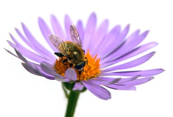bee honeybee honey Apis Mellifera flower isolated