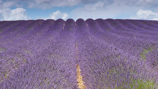 Lavender fields at evening light, Provence, Valensole plateau. Farmlands painted violet blooms. Travel region.