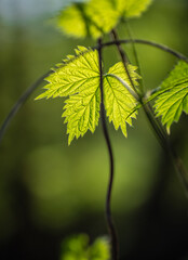 fern leaves in the sunlight in the forest